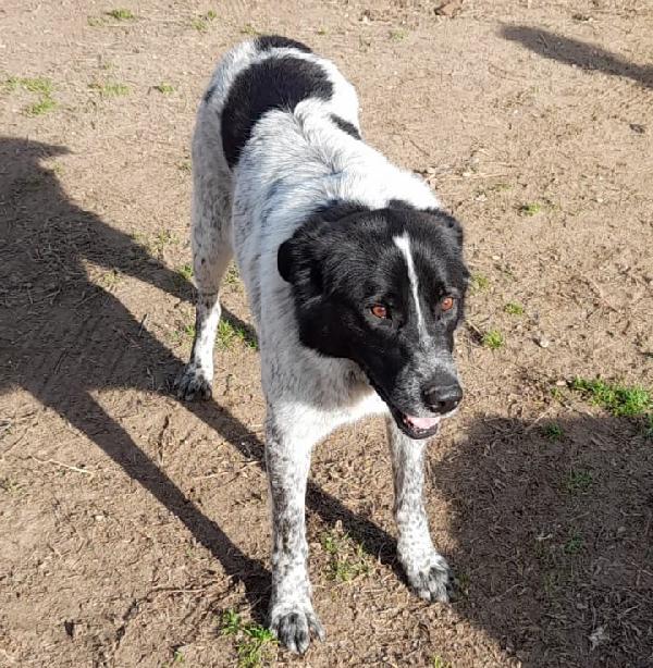 Elsa, Splendida Mix Setter/Pastore Maremmano